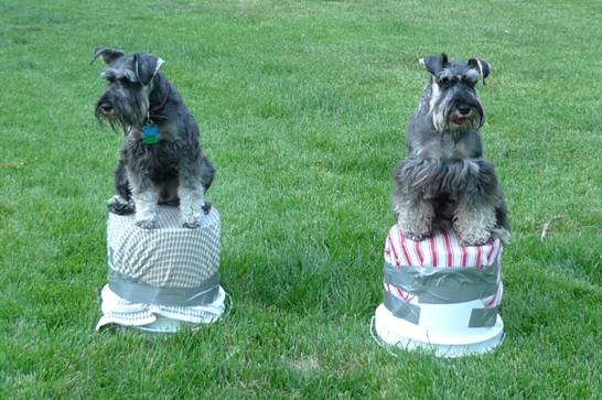 Darby and Kaegan's bucket list Agility stars Darby and Kaegan