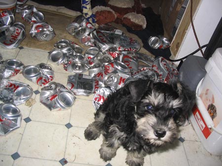 schnauzer-puppy-19.jpg