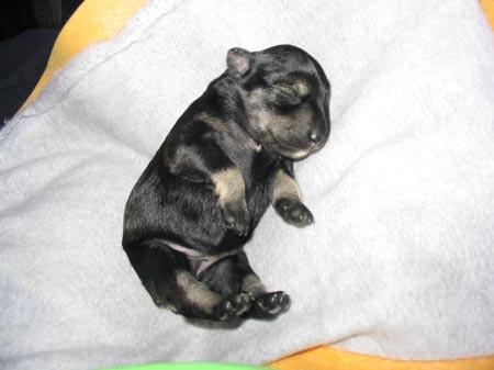 Elevating the pup both vertically and horizontally helps the pup become Elevating the pup both vertically and horizontally helps the pup become