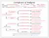 Ms. Rudi's Pedigree