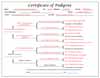 Ms. Rudi's Pedigree