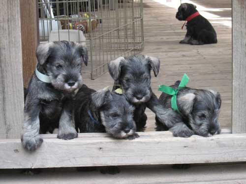 2010 Puppies